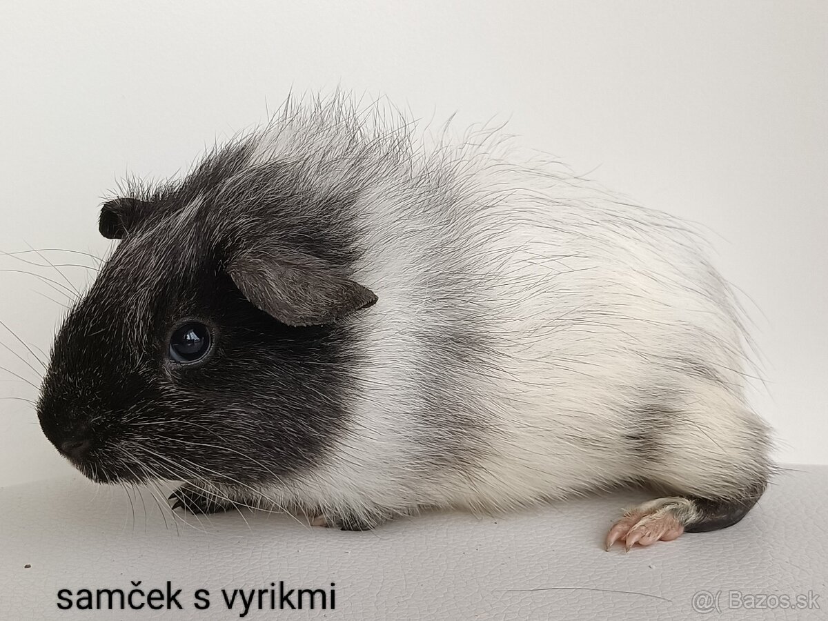 Morské prasiatka - 4