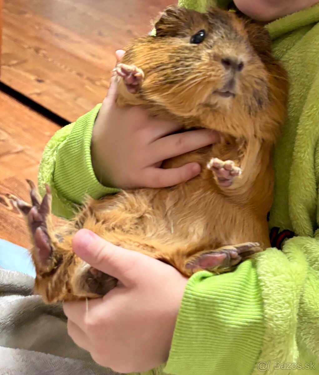 Morské prasiatko - 4