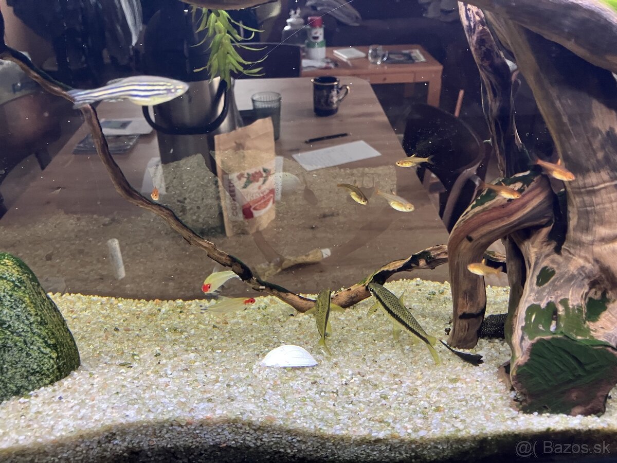 rybky rôzne druhy - 4