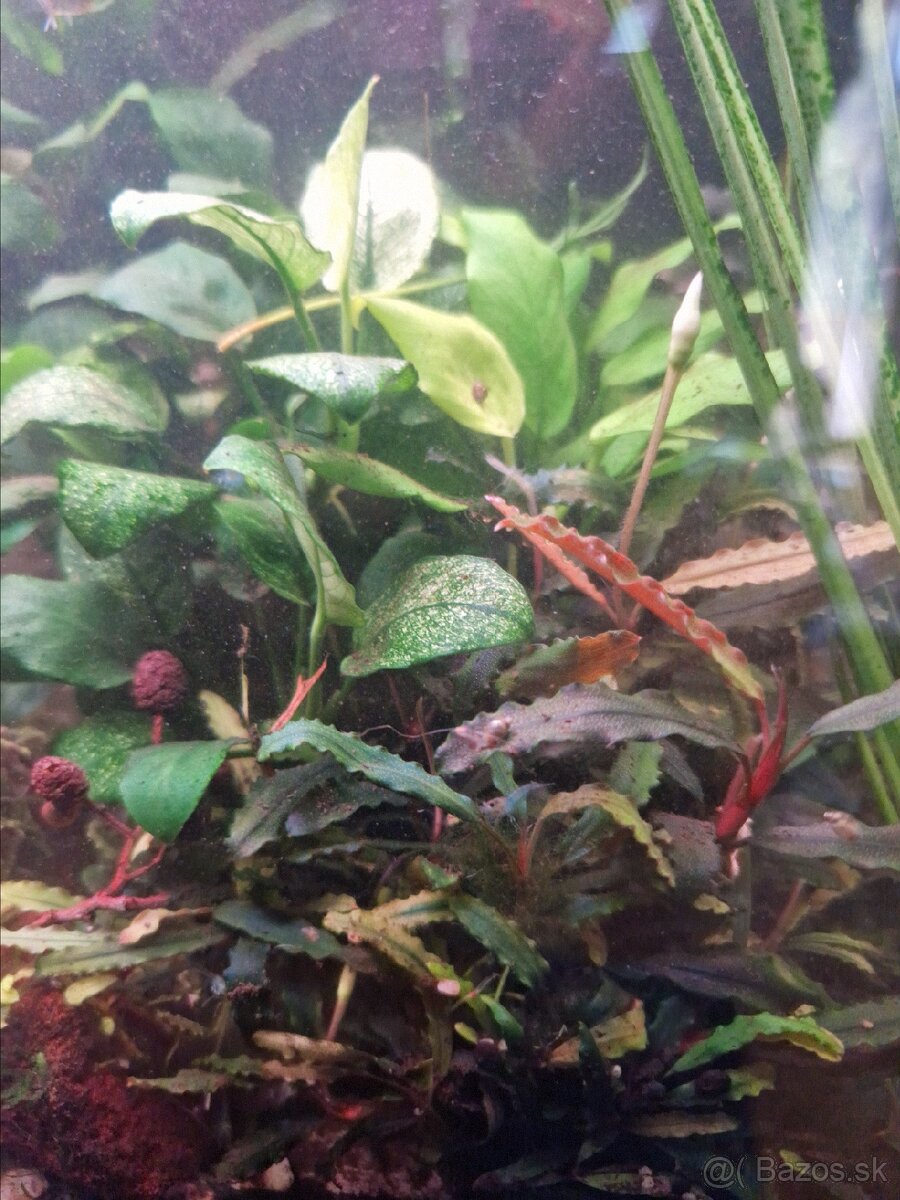 Prestrich rastlin - 4