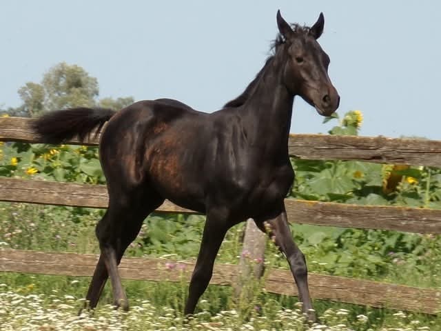 Appaloosa kobylka - 4