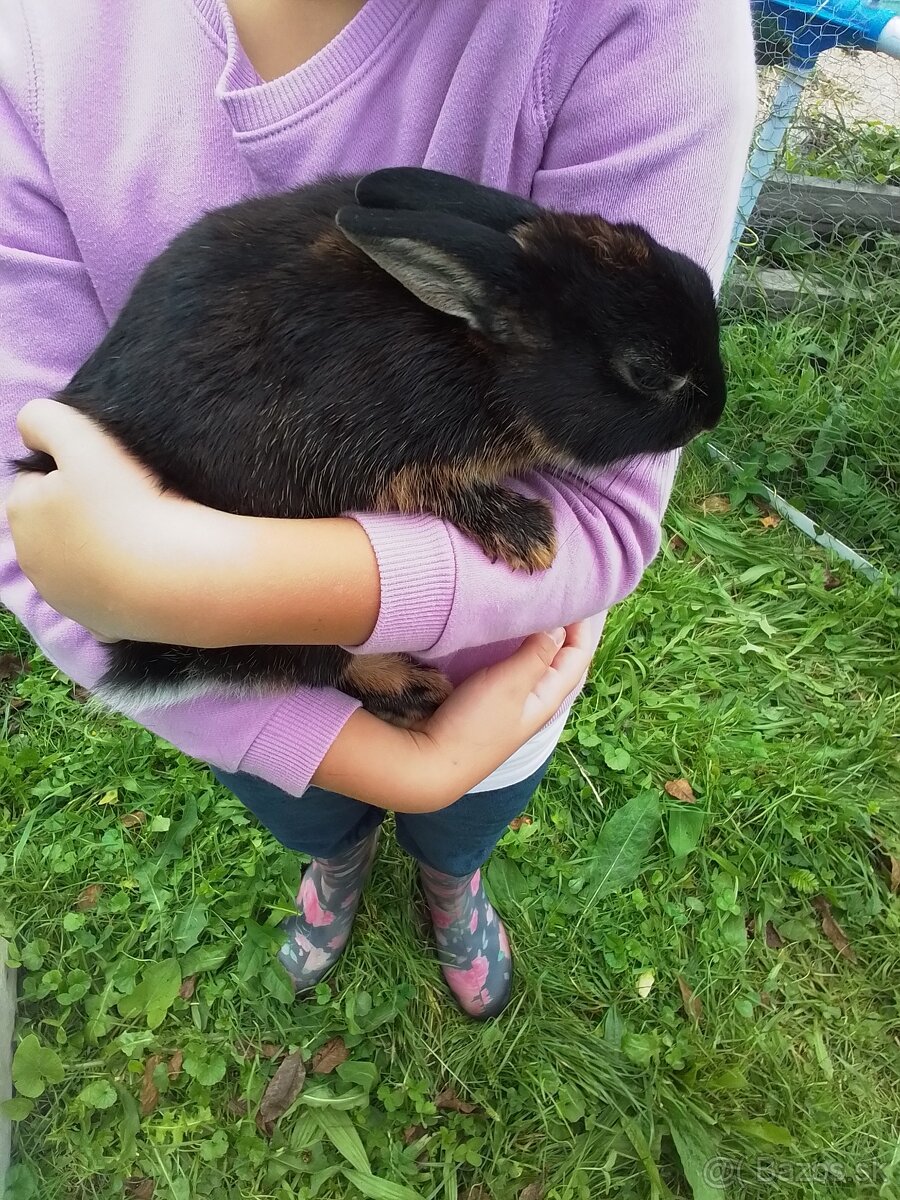Zakrslé králiky - 4