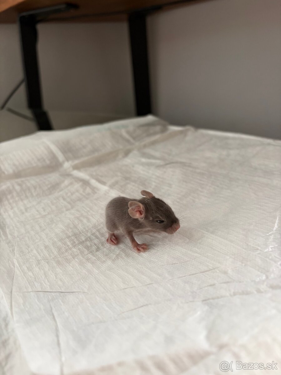 Predám mláďatá osmaka degu🐾 - 4