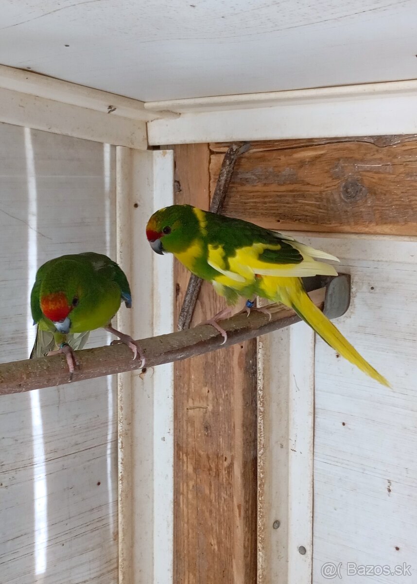 Kakariky - 4