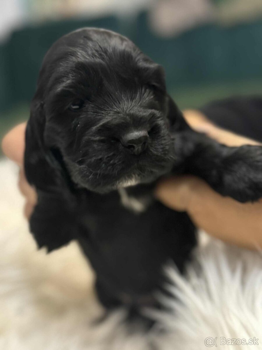 Anglický kokeršpaniel - 4