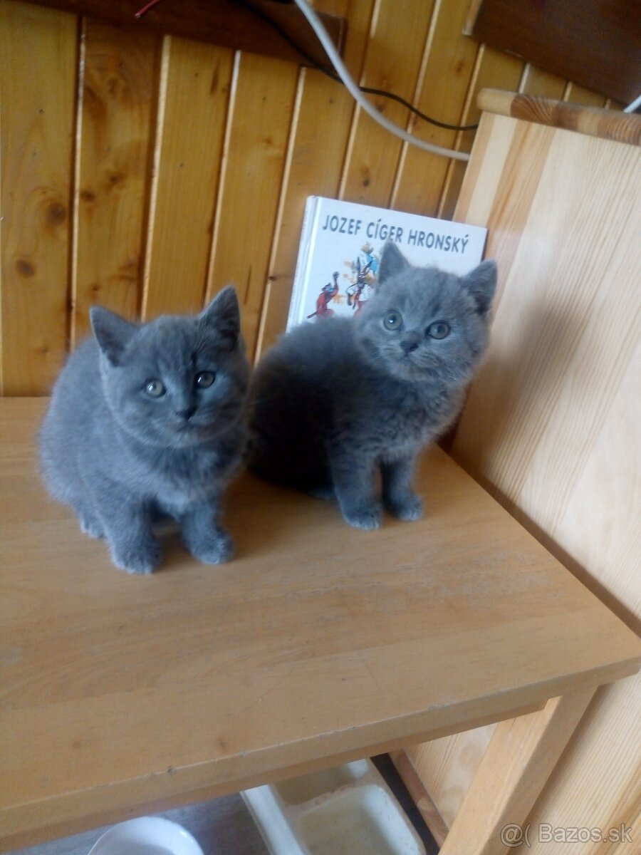 Britské mačiatka - 4