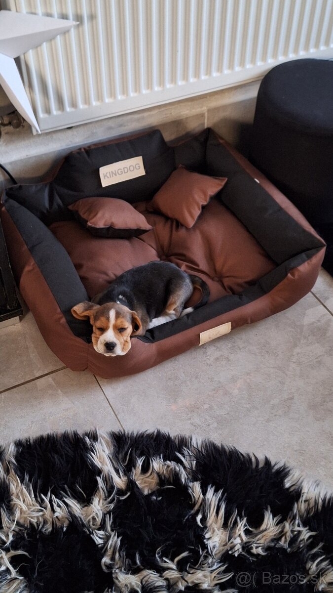 Darujem beagla-bígl juniora - 4