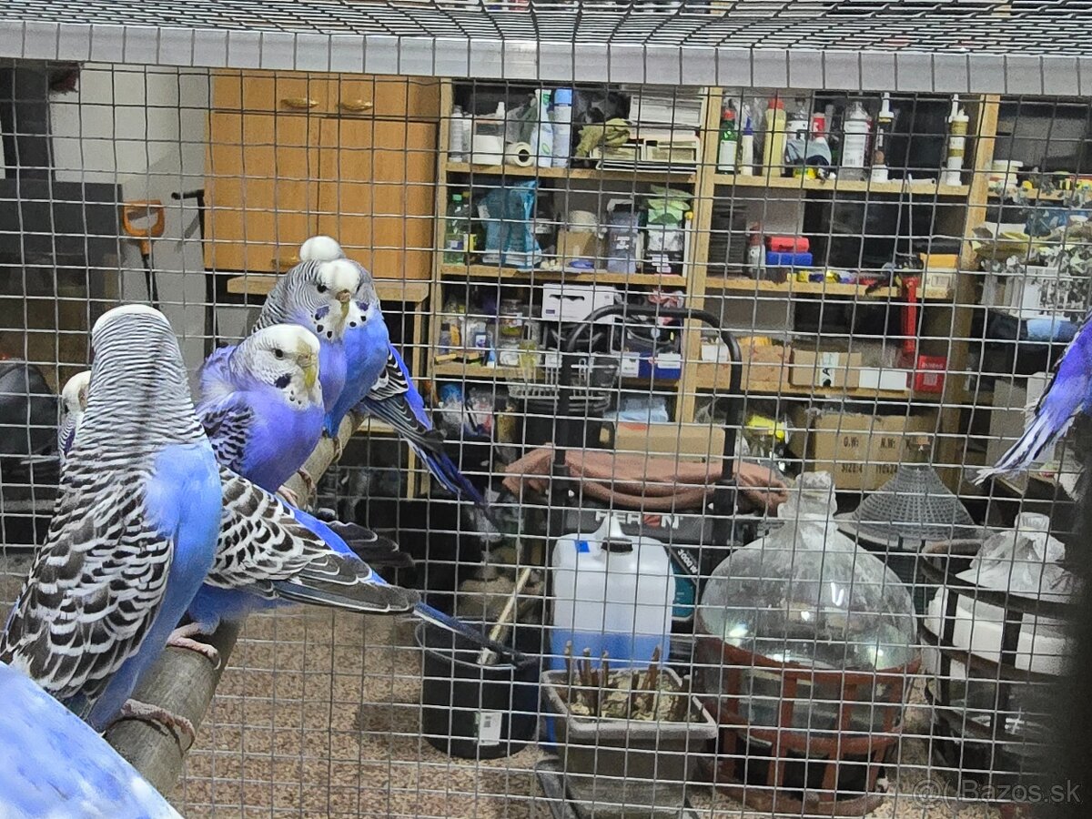 Andulka blackface - 4