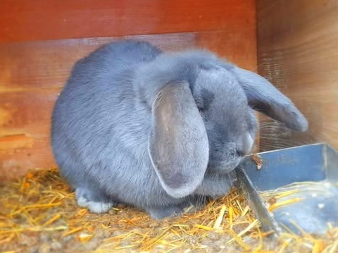 samica, samec, králik, baran - 4