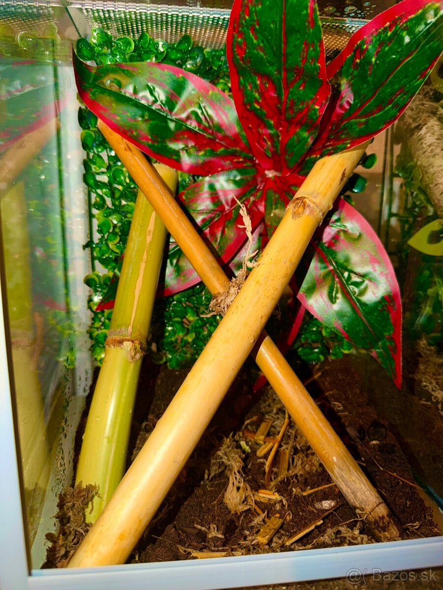 Terárium + Pagekon riasnatý - 4