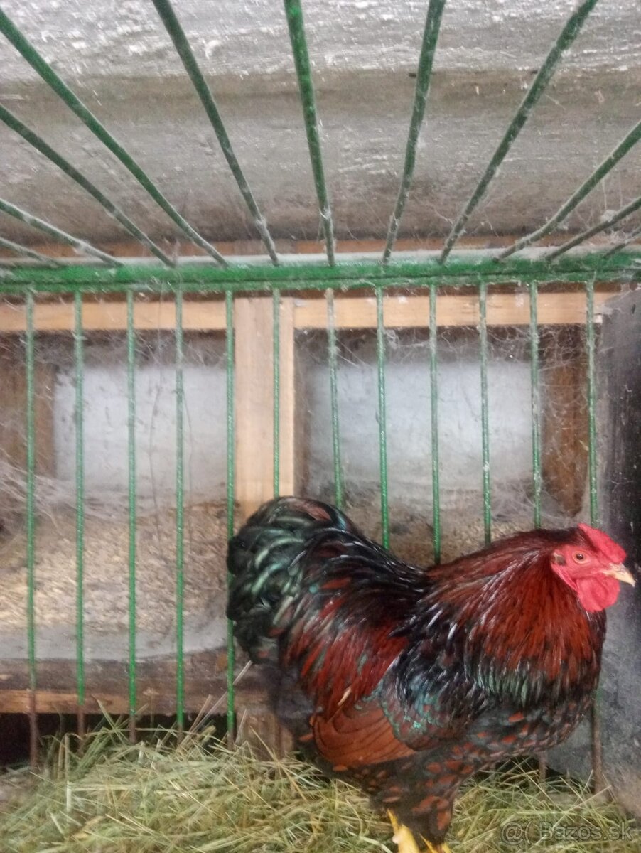 Predam Wyandotky - 4
