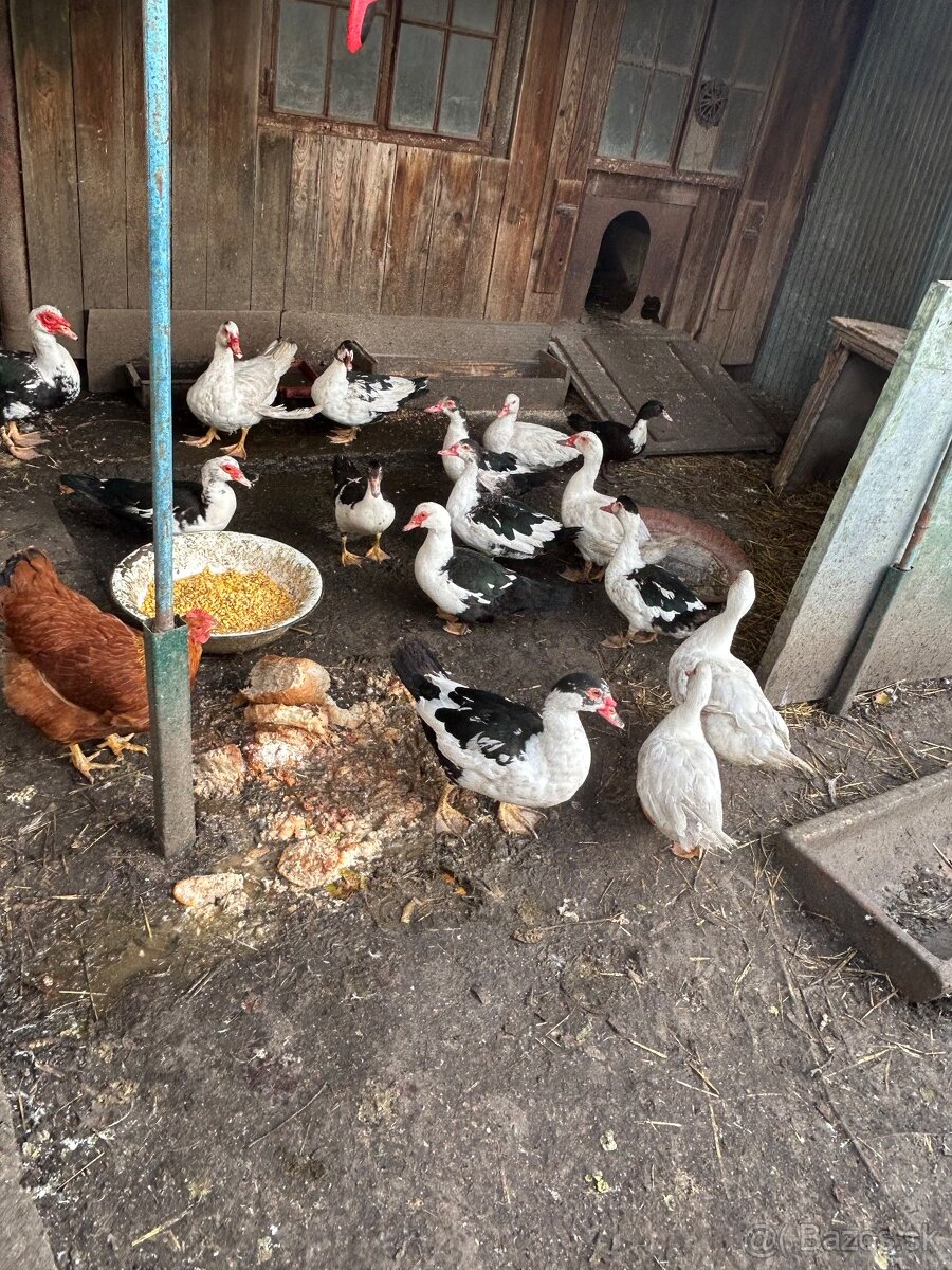 Predám kačice sedemmesačné narodené v máji - 4