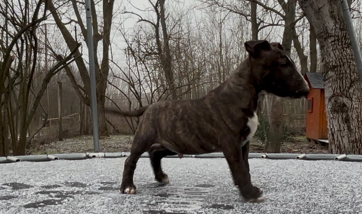 Mini bullterrier - 4