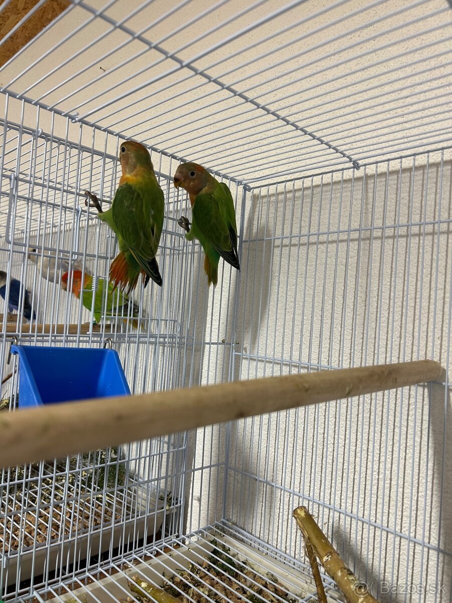 Agapornis ružovohrdlý - 4