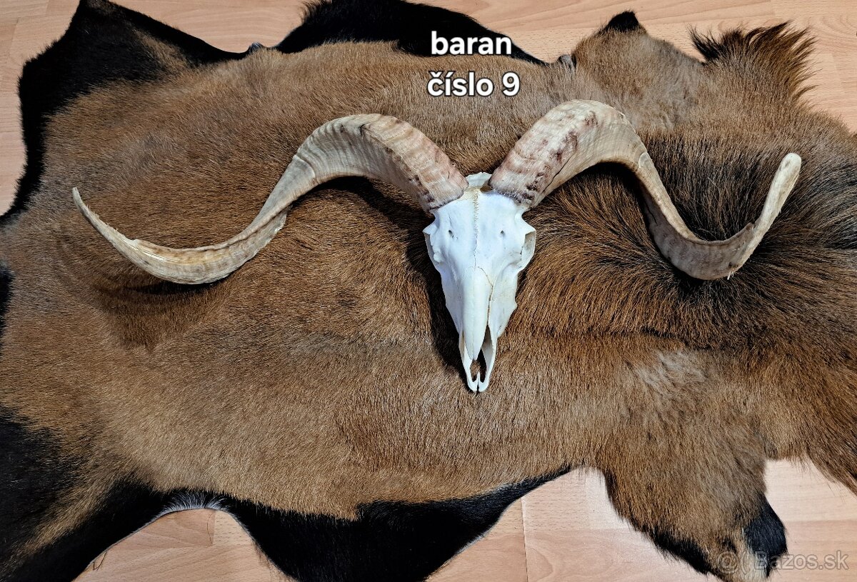 Trofeje, baran - 4