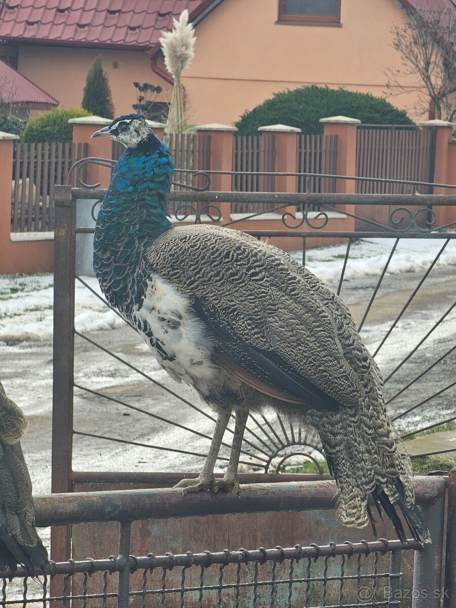 Pávy -9mesačné - 4