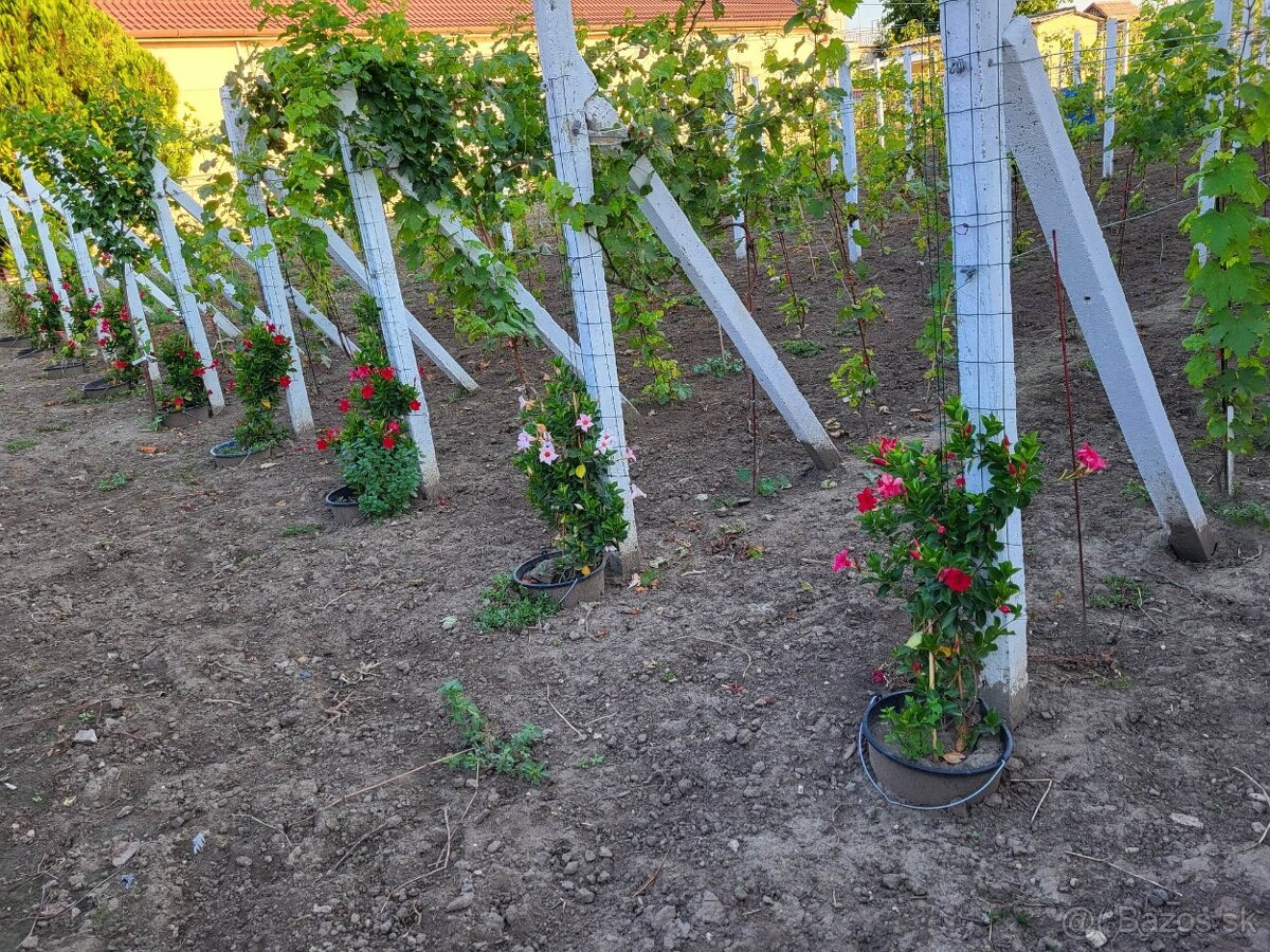 Predám pozemok v marcelovej. 1100m2 - 4