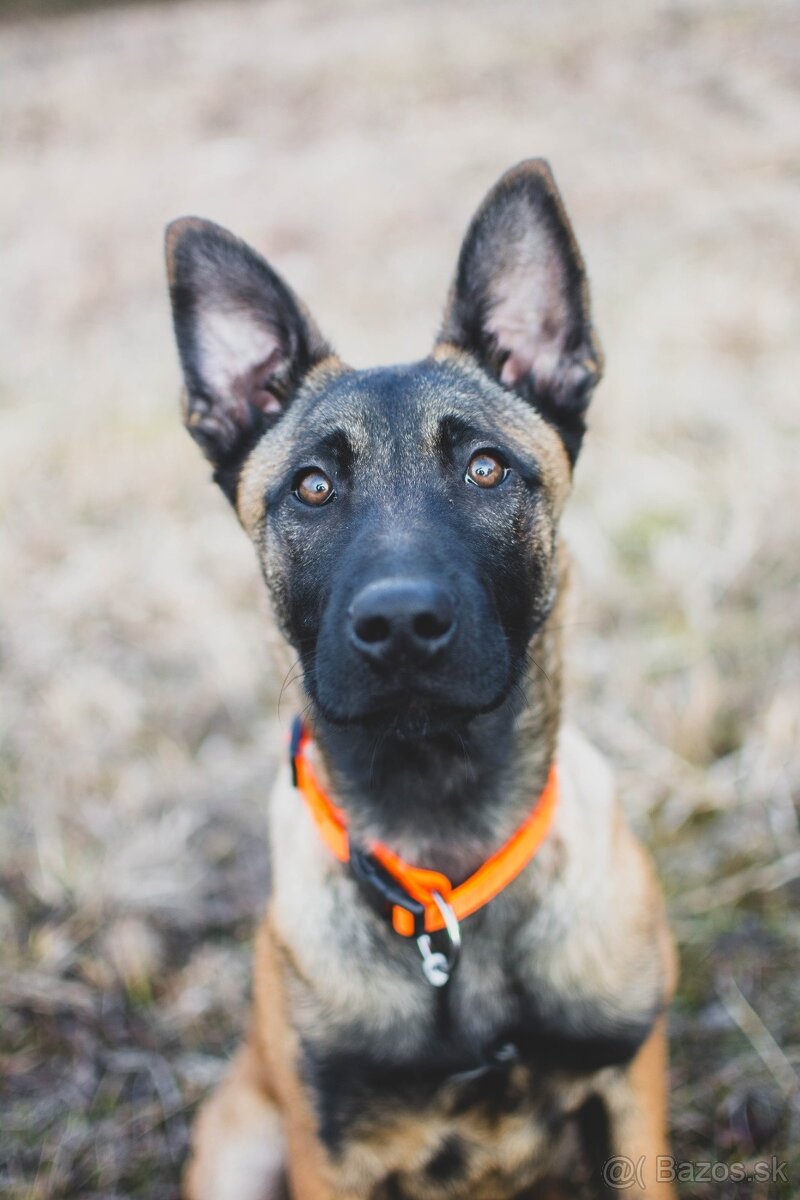 Belgický ovčiak - malinois sučka s PP - 4