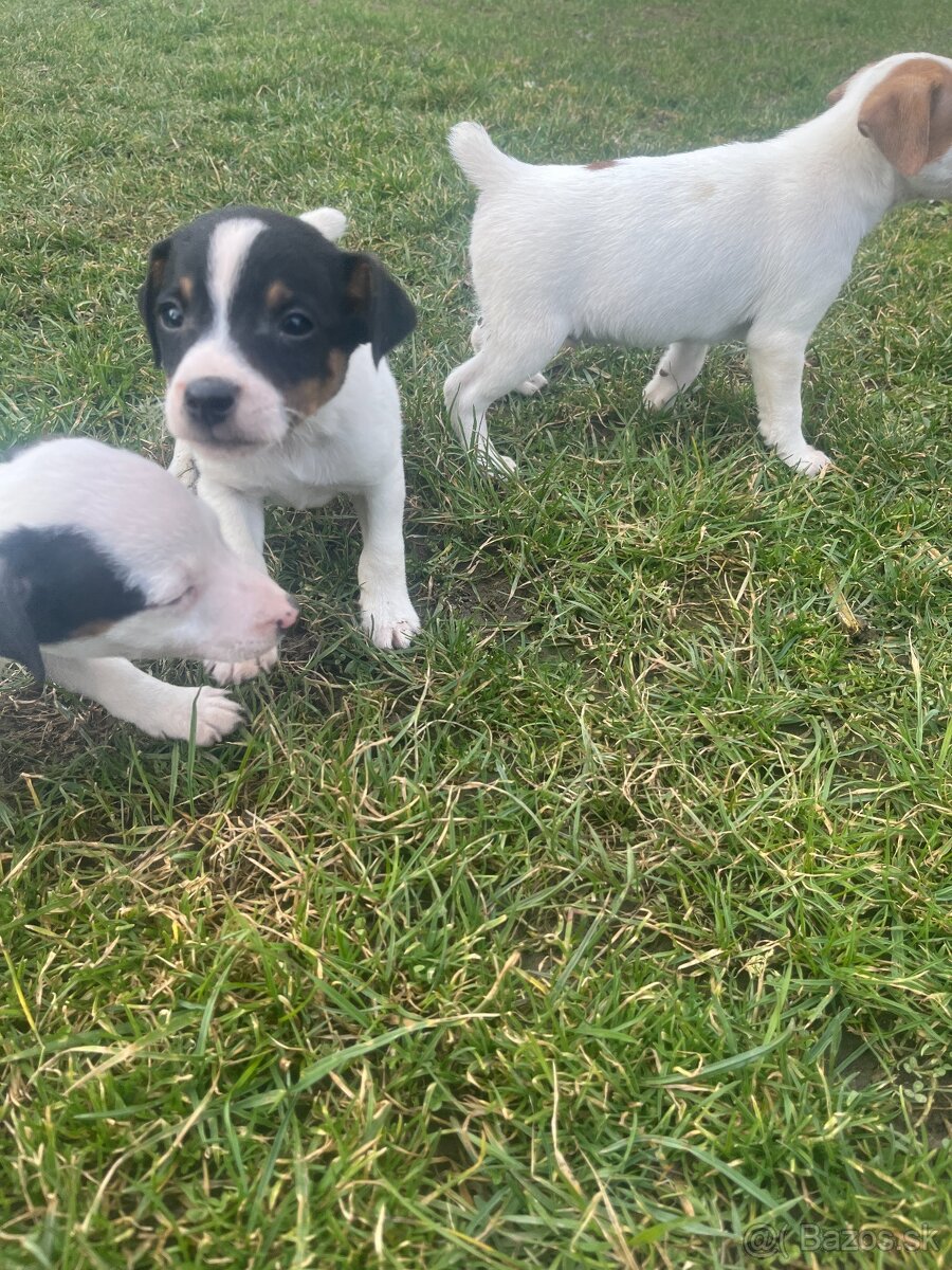 šteniatka Jack Russell teriér - 4