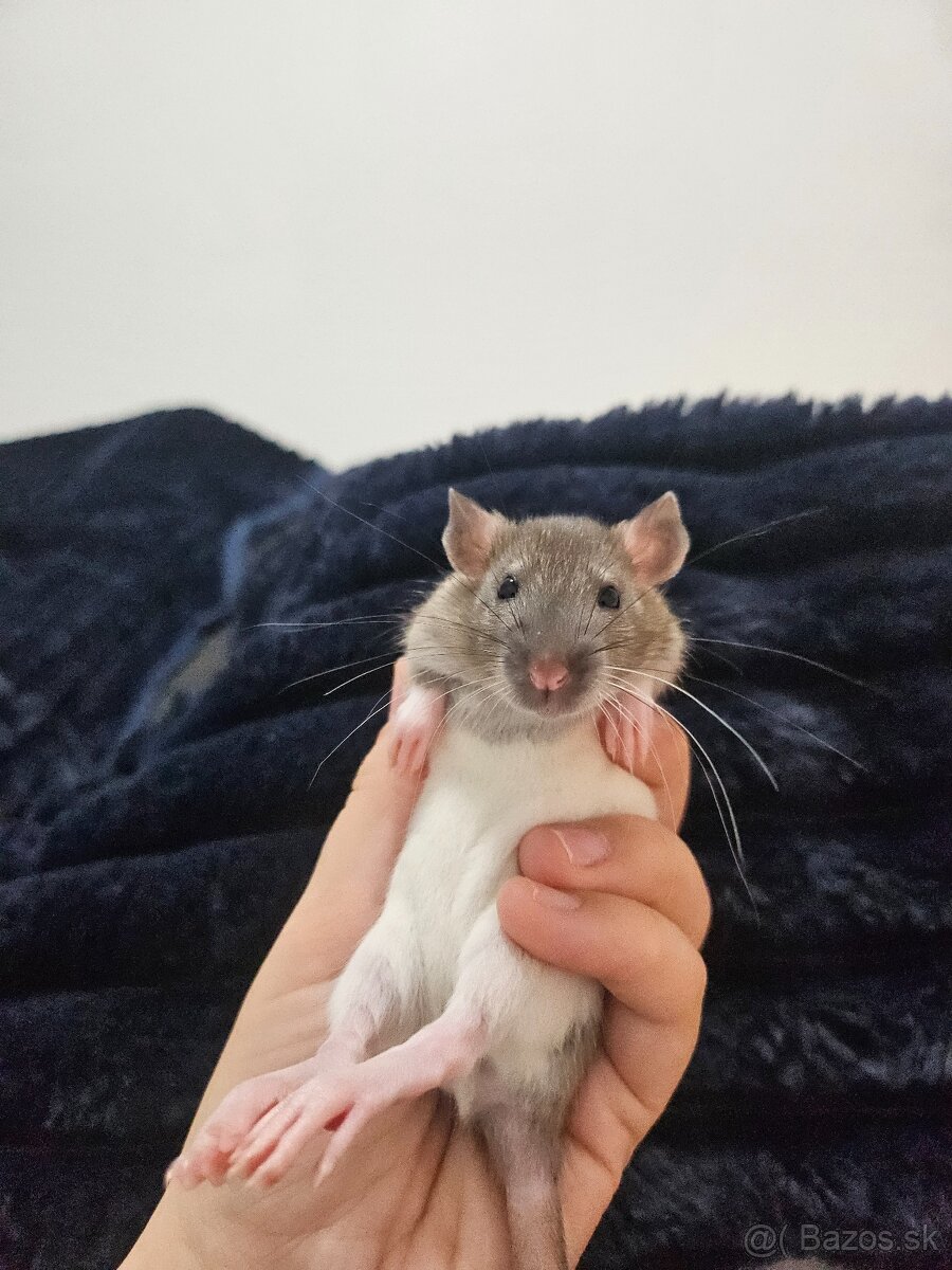 Darujem potkaníky - 4