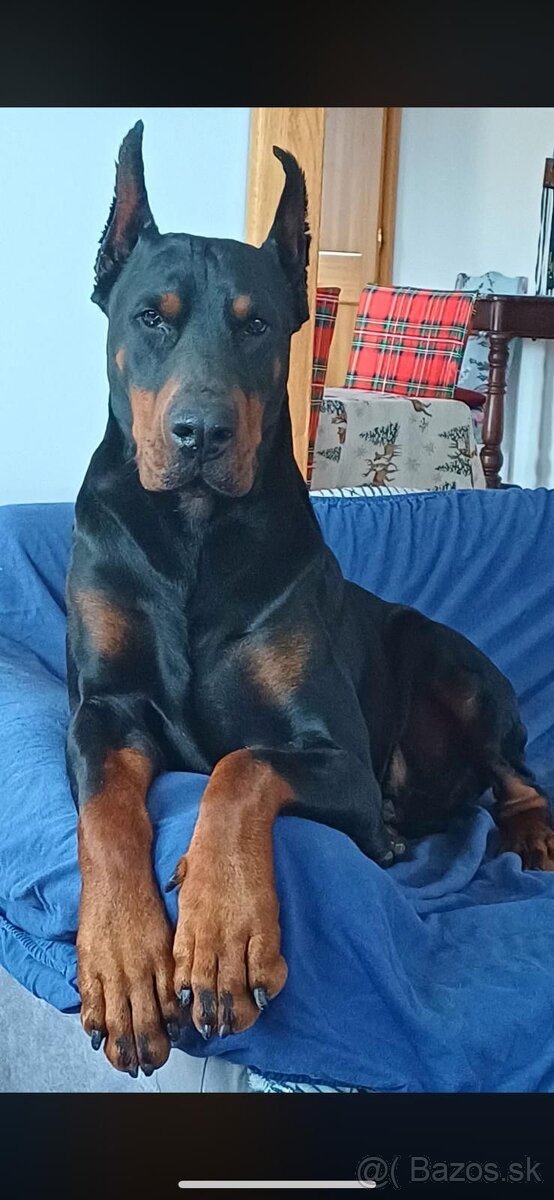 Doberman šteniatka - 4