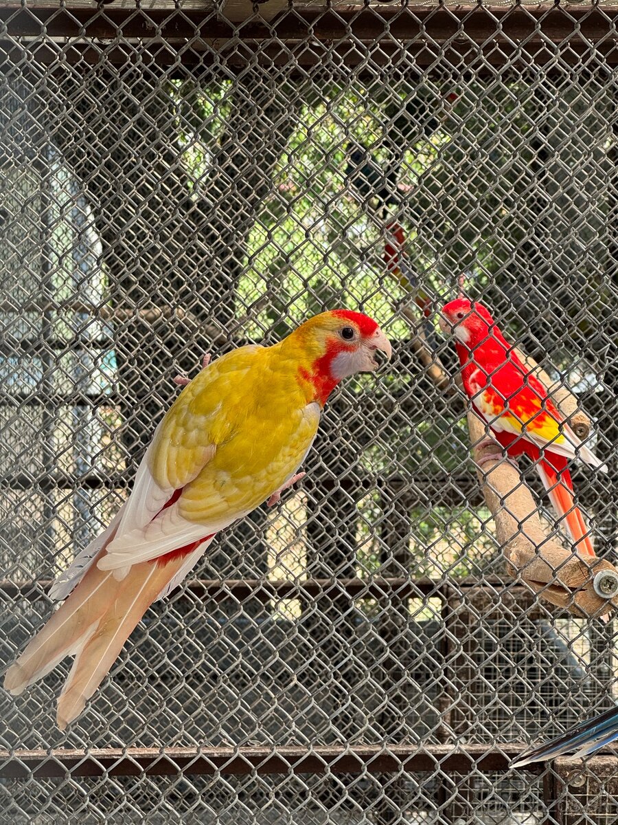 Rozela Penant - 4