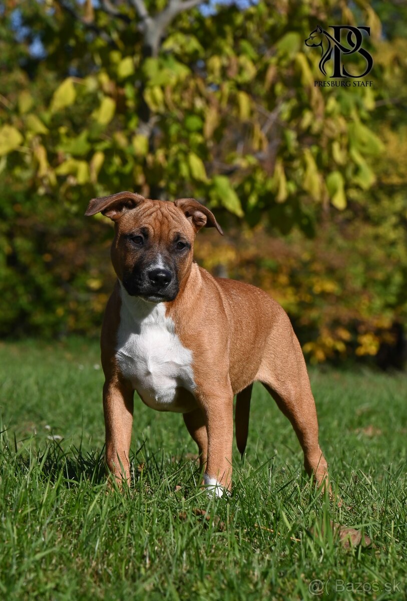 Americký Staffordšírsky terriér - 4