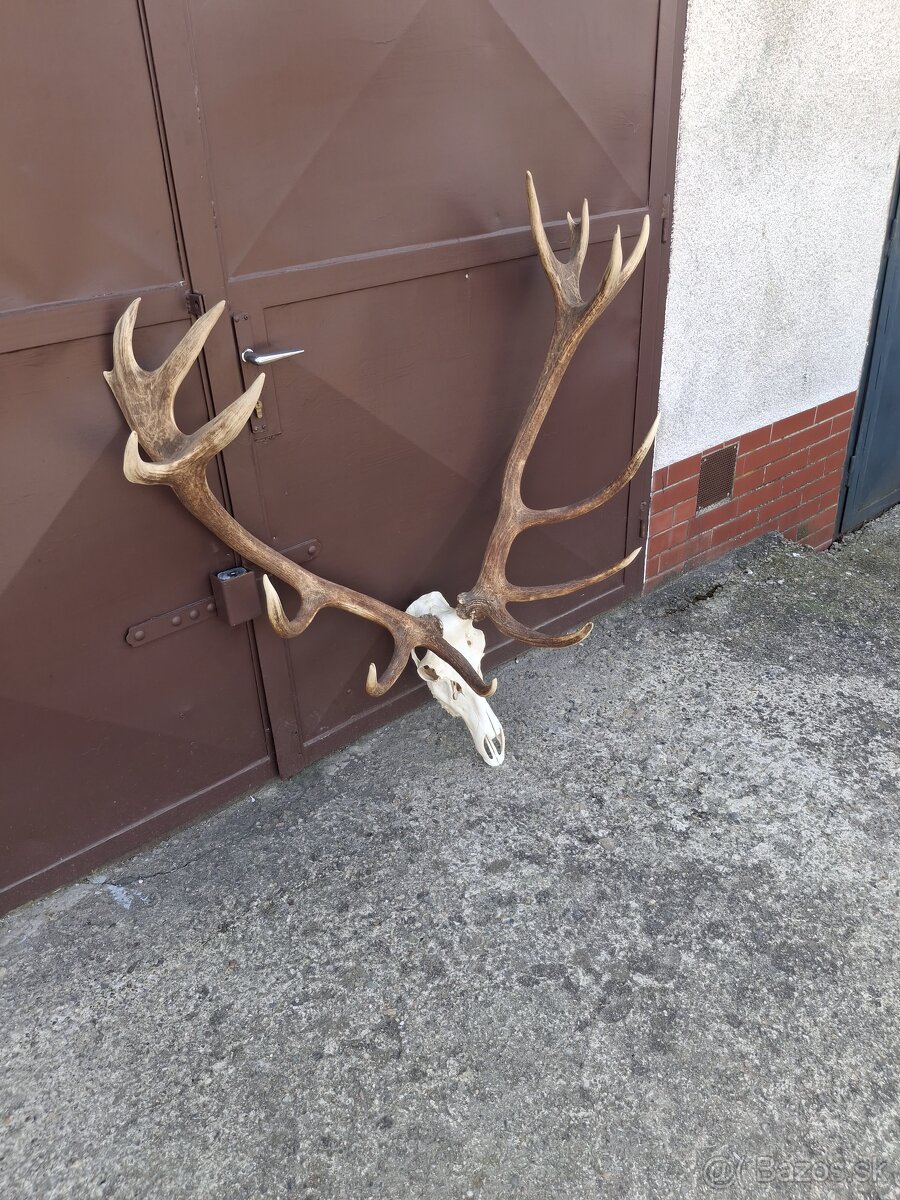 Trofej, parožie, zhody - 4