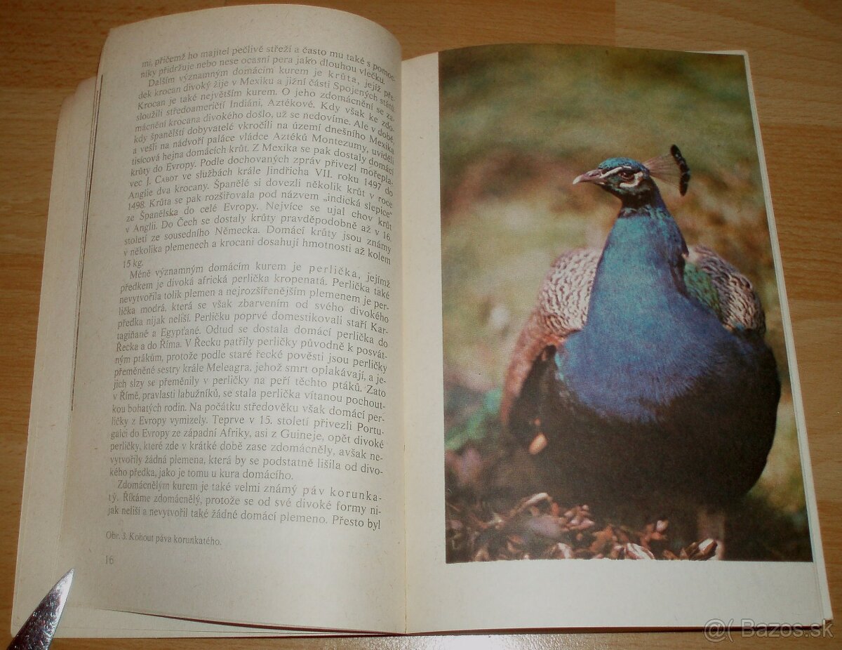 Bažanti a ostatní hrabaví - 4