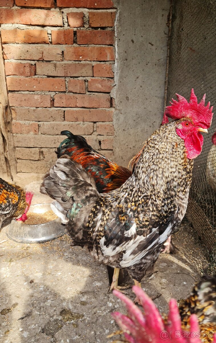 Predám kohútov - 4