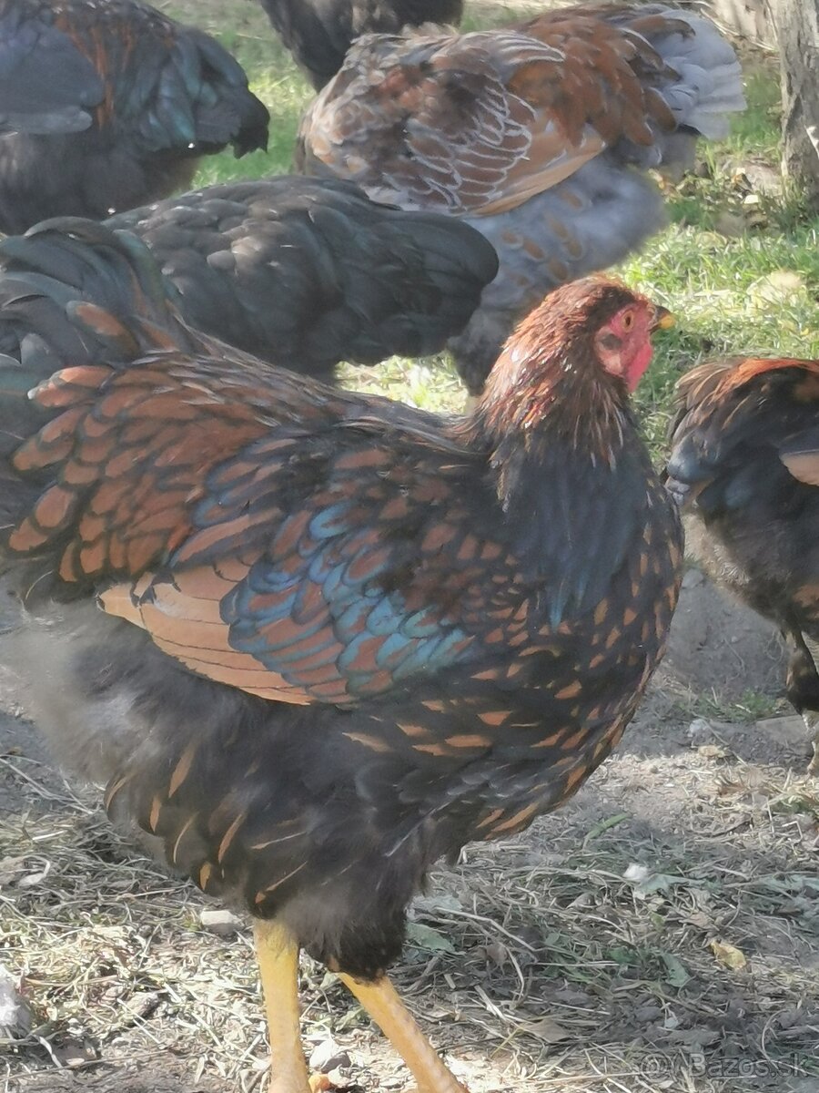 Kohút na predaj - 4