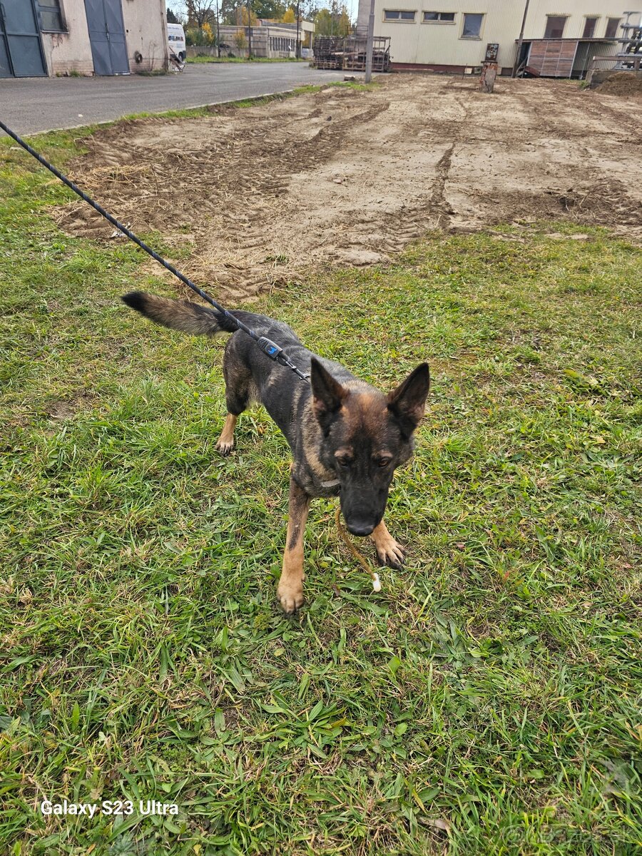 NEMECKÝ OVČIAK - 4