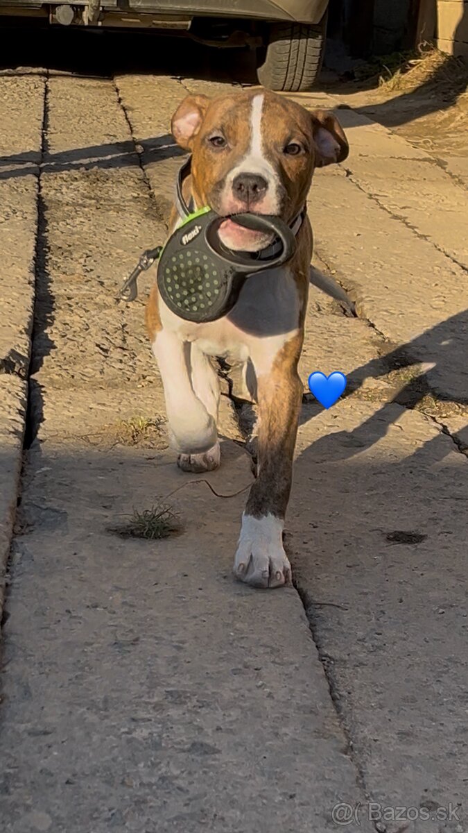 Americký Stafordšírsky Terier s PP - 4