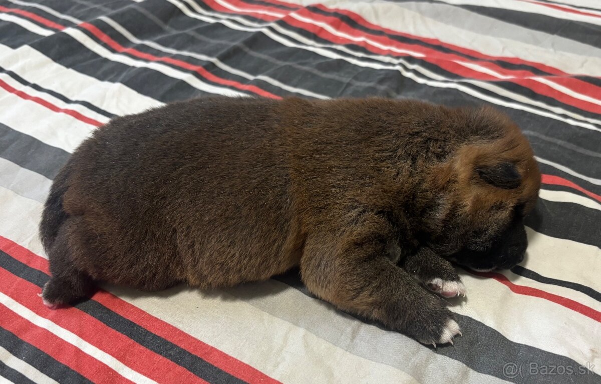 Shiba Inu ICHIMEI - 4