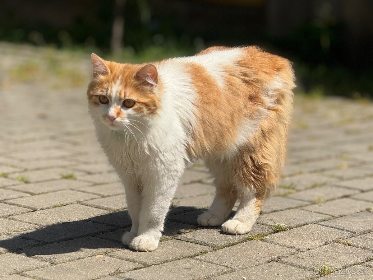 Dlhosrsta mačička trojfarebná - 4