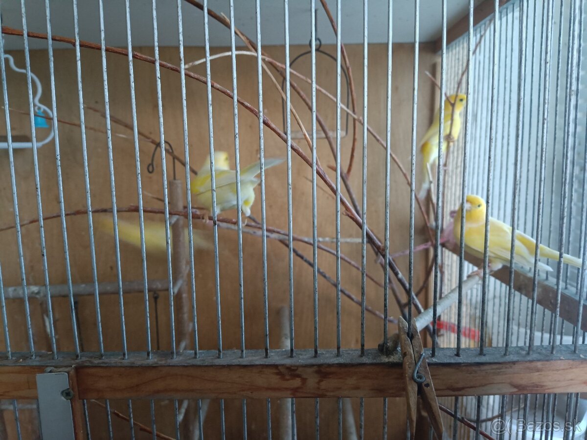 Predám mladých Kanárov - 4