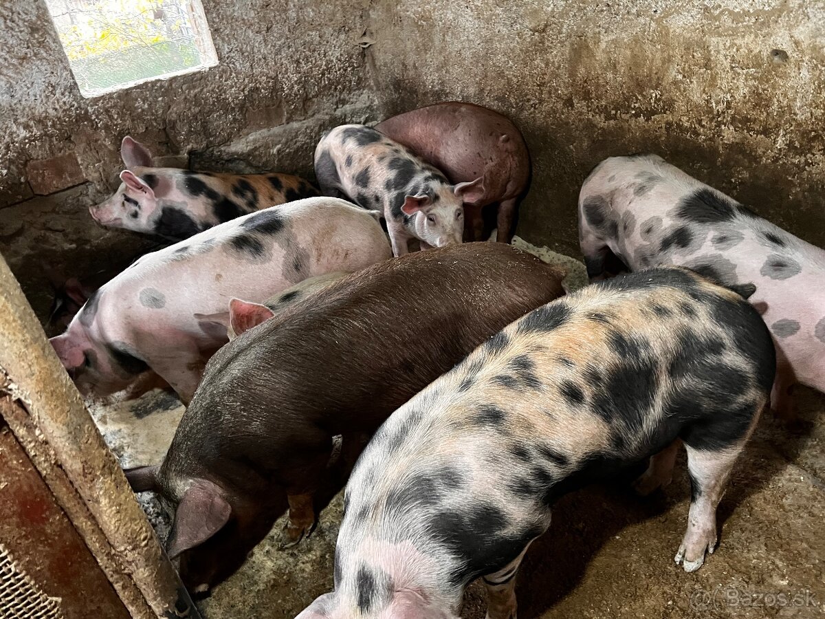 Jatočné ošípané - 4