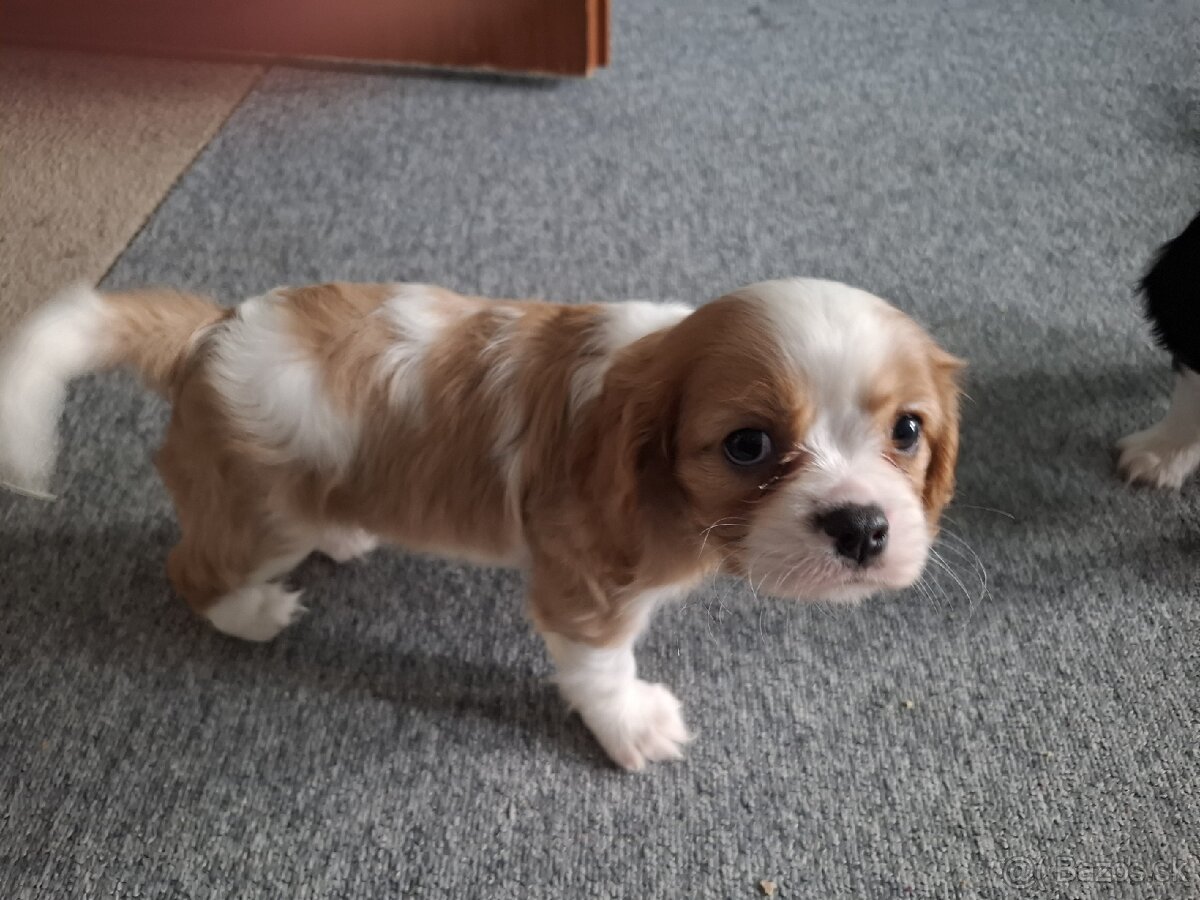 Predám Cavalier King Spaniel - 4