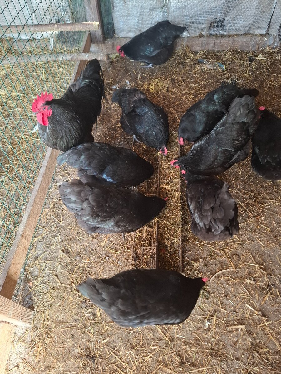 Australorpka ciernaNV - 4