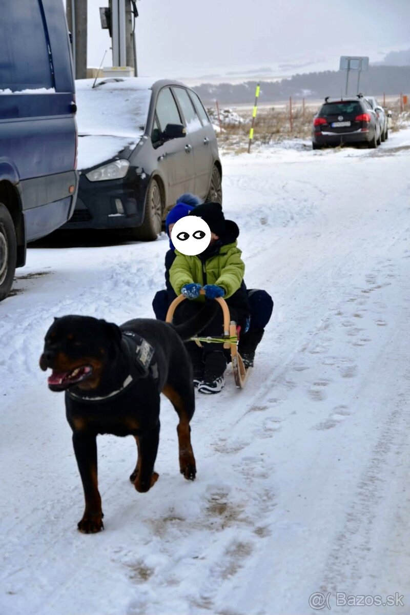 Rotvajler s PP na krytie - 4