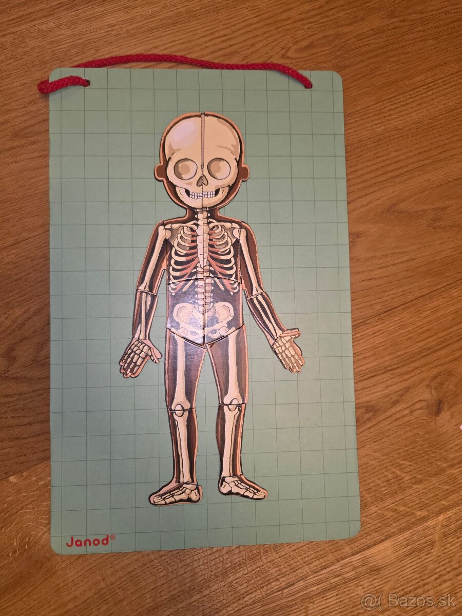 Ludske telo - magneticka tabula - 4