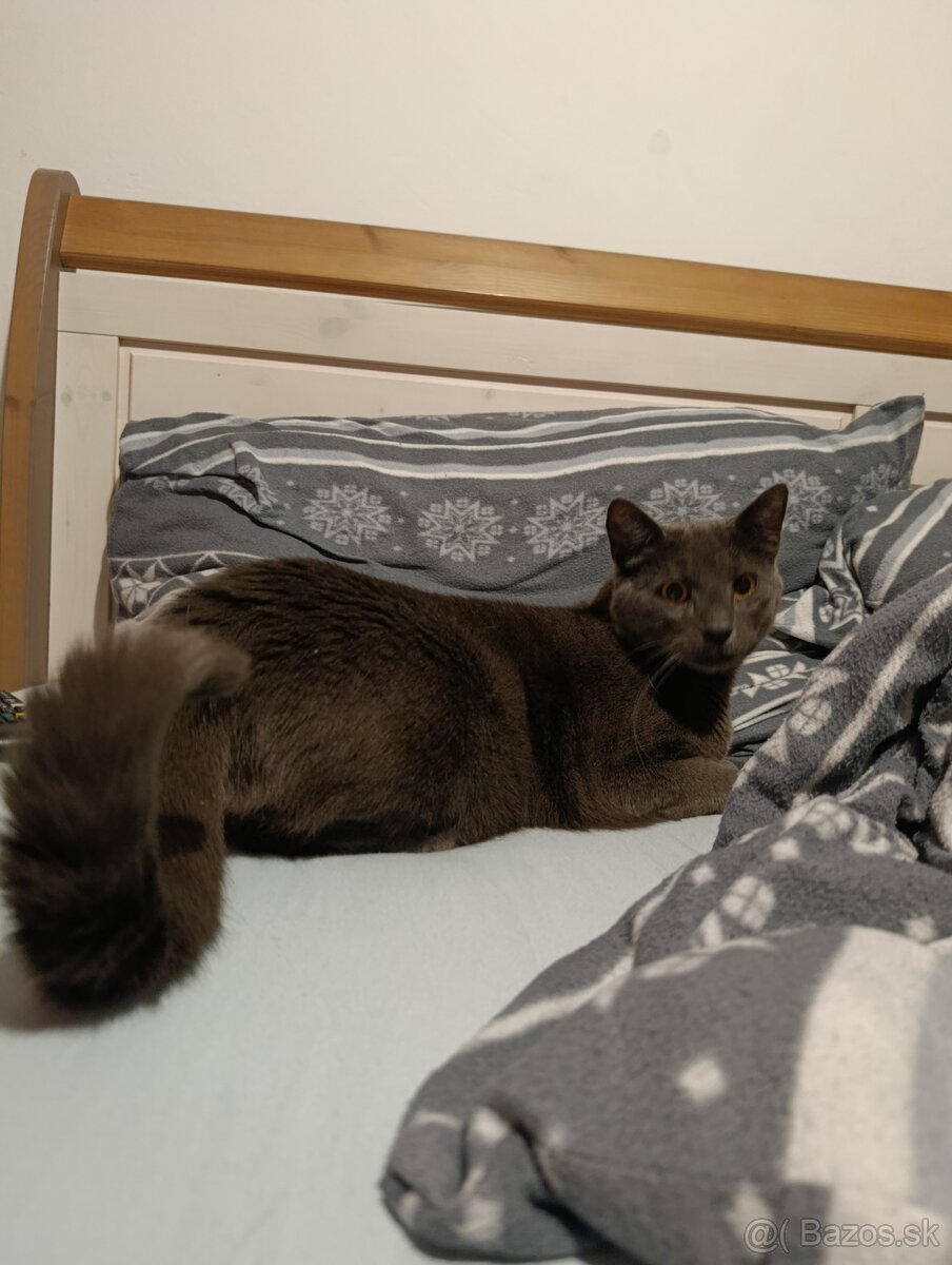 Darujem kocúrika - 4