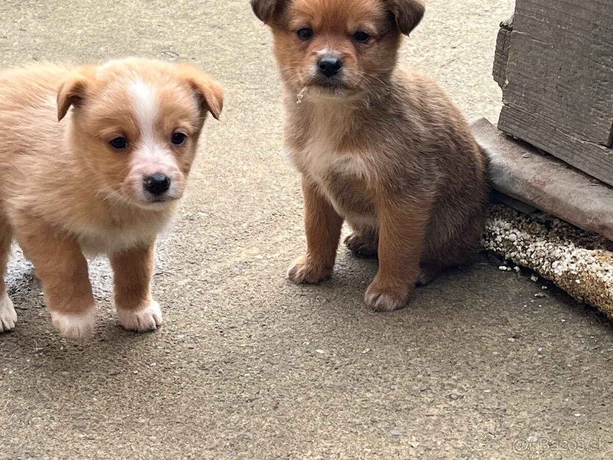 Darujem šteňatá - 4