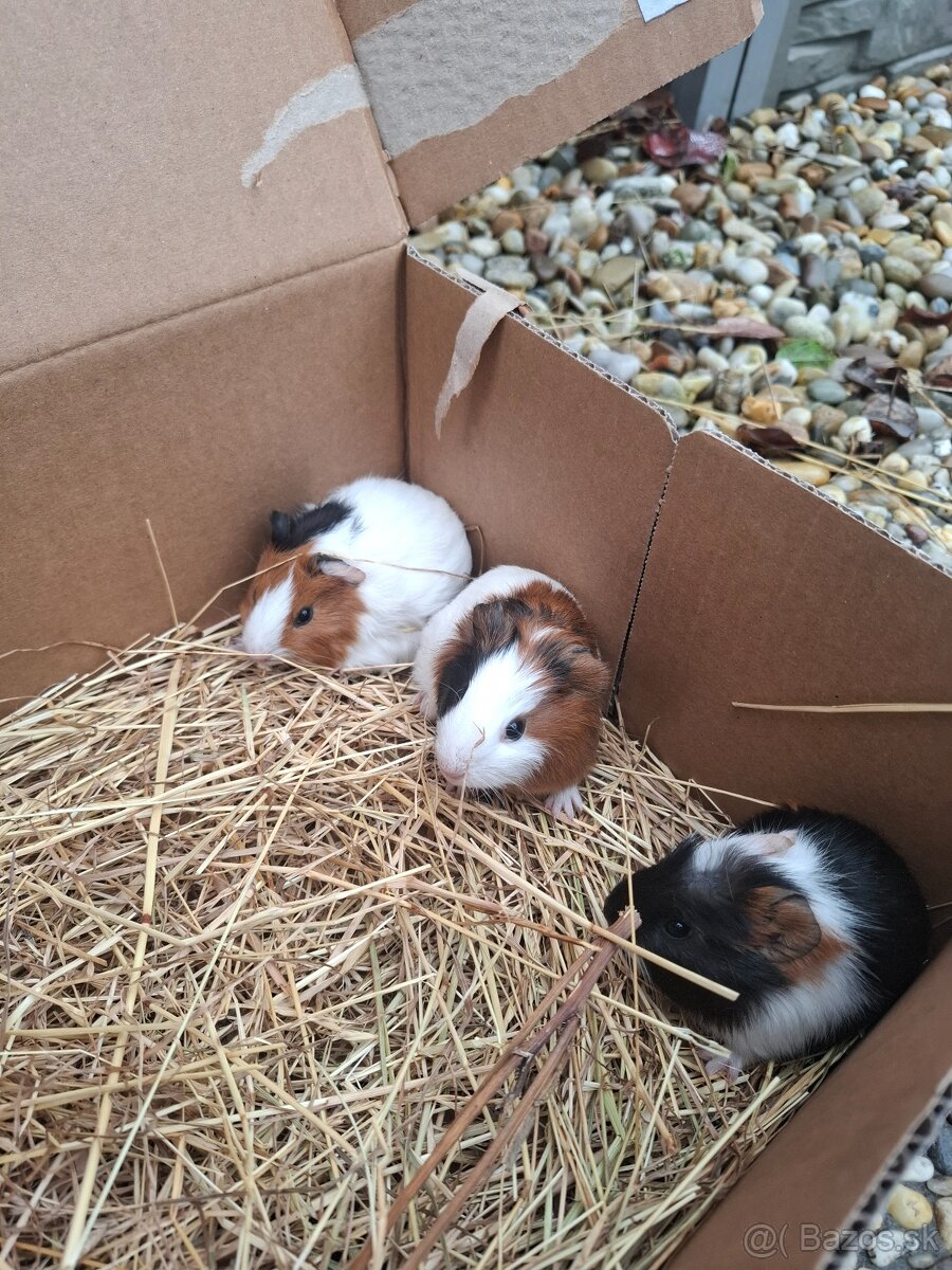 Morča , morské prasiatko, prasiatka - 4