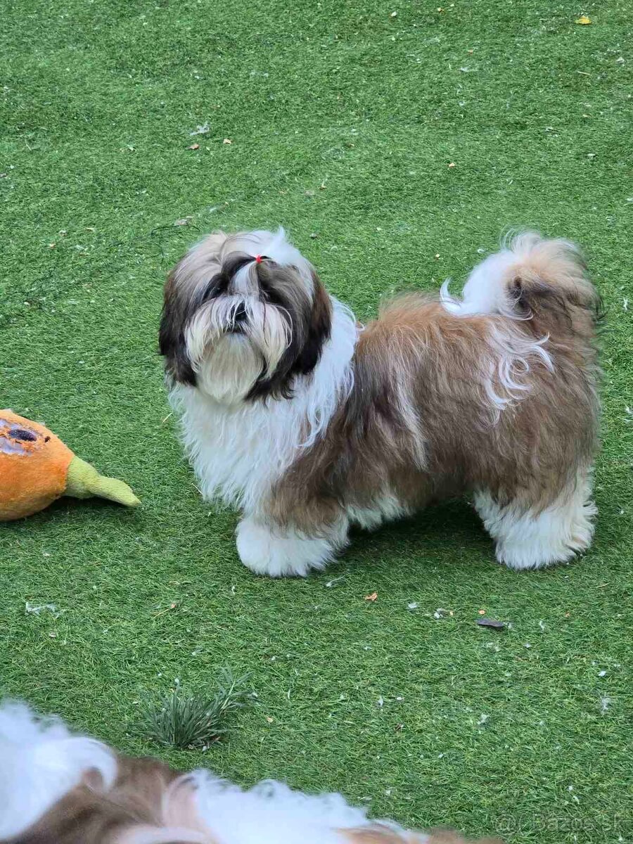 Predám šteniatka Shi tzu - 4