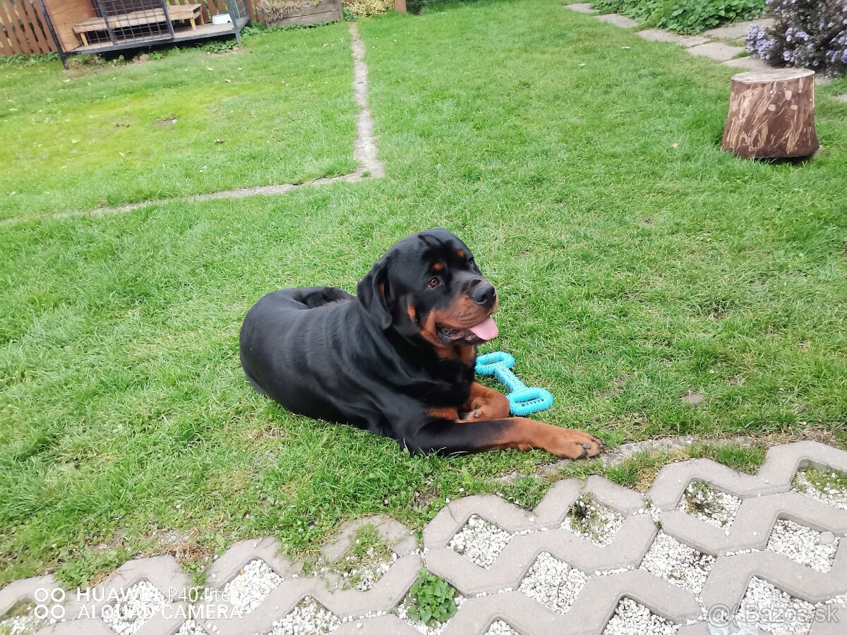 Rottweiler na krytie - 4