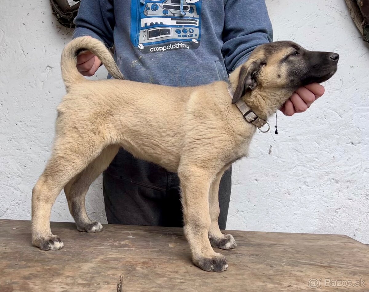 KANGAL - štěňata již K ODBĚRU, iba sučky - 4