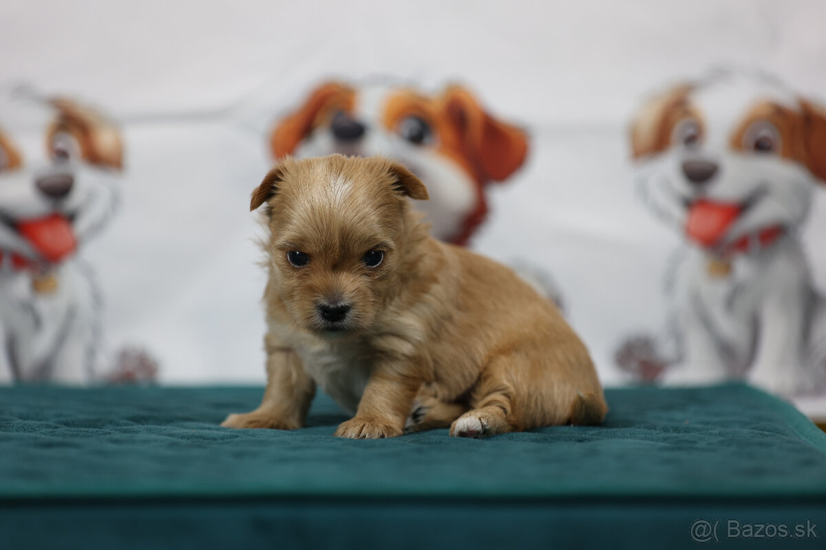 Golddust yorkshire terrier - luxusní fenečka s PP - 4