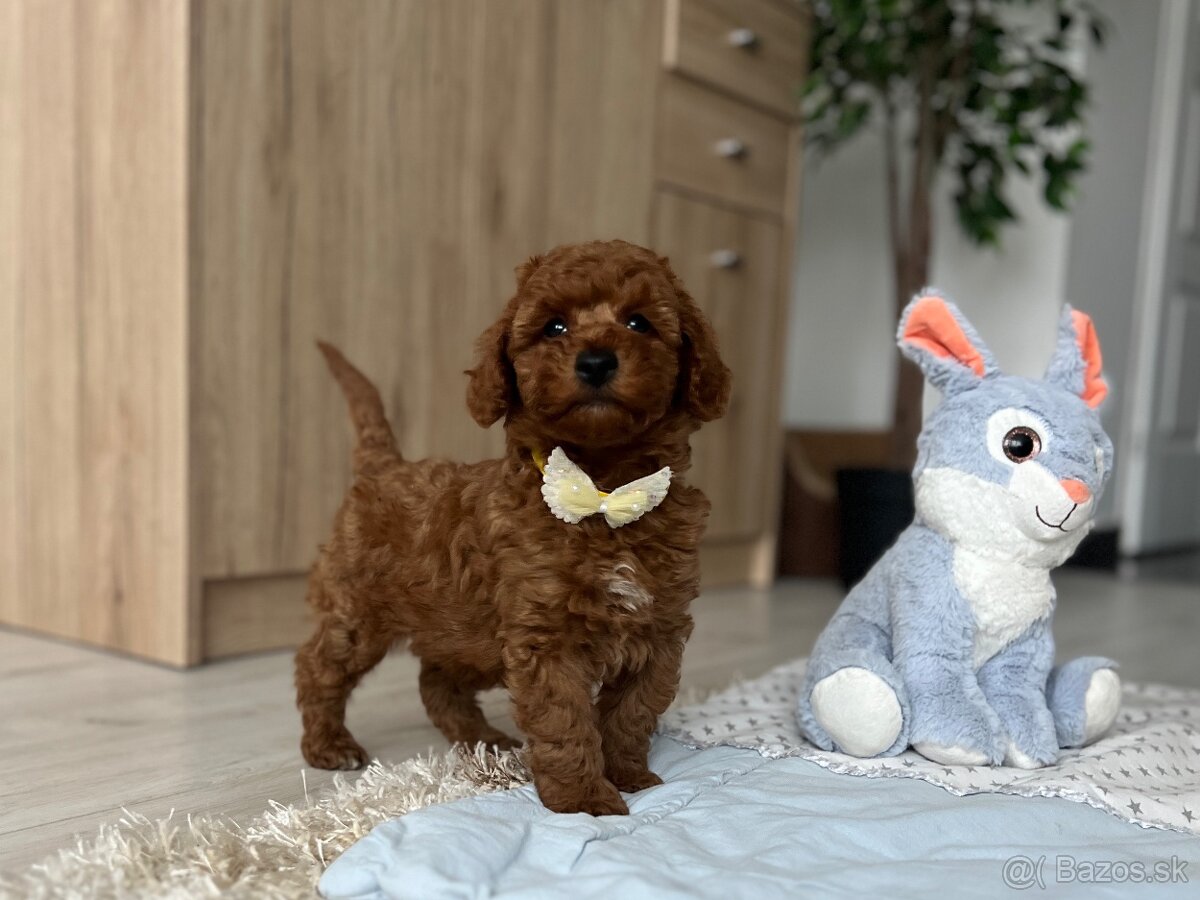 Trpasličí pudel šteniatka - 4