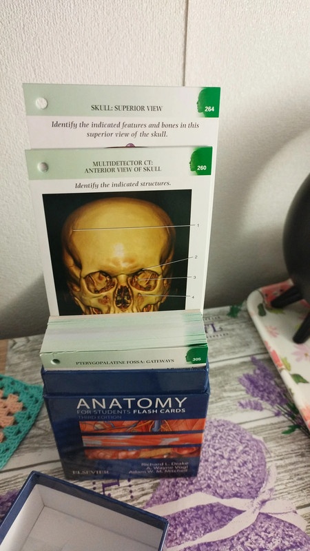 Anatomické kartičky - 4